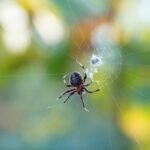 Les œufs d’araignée